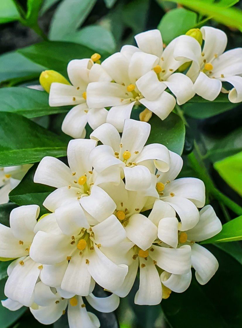 Murraya Paniculata Or Orange Jesmine