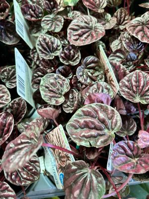 Peperomia Red Luna 100 mm