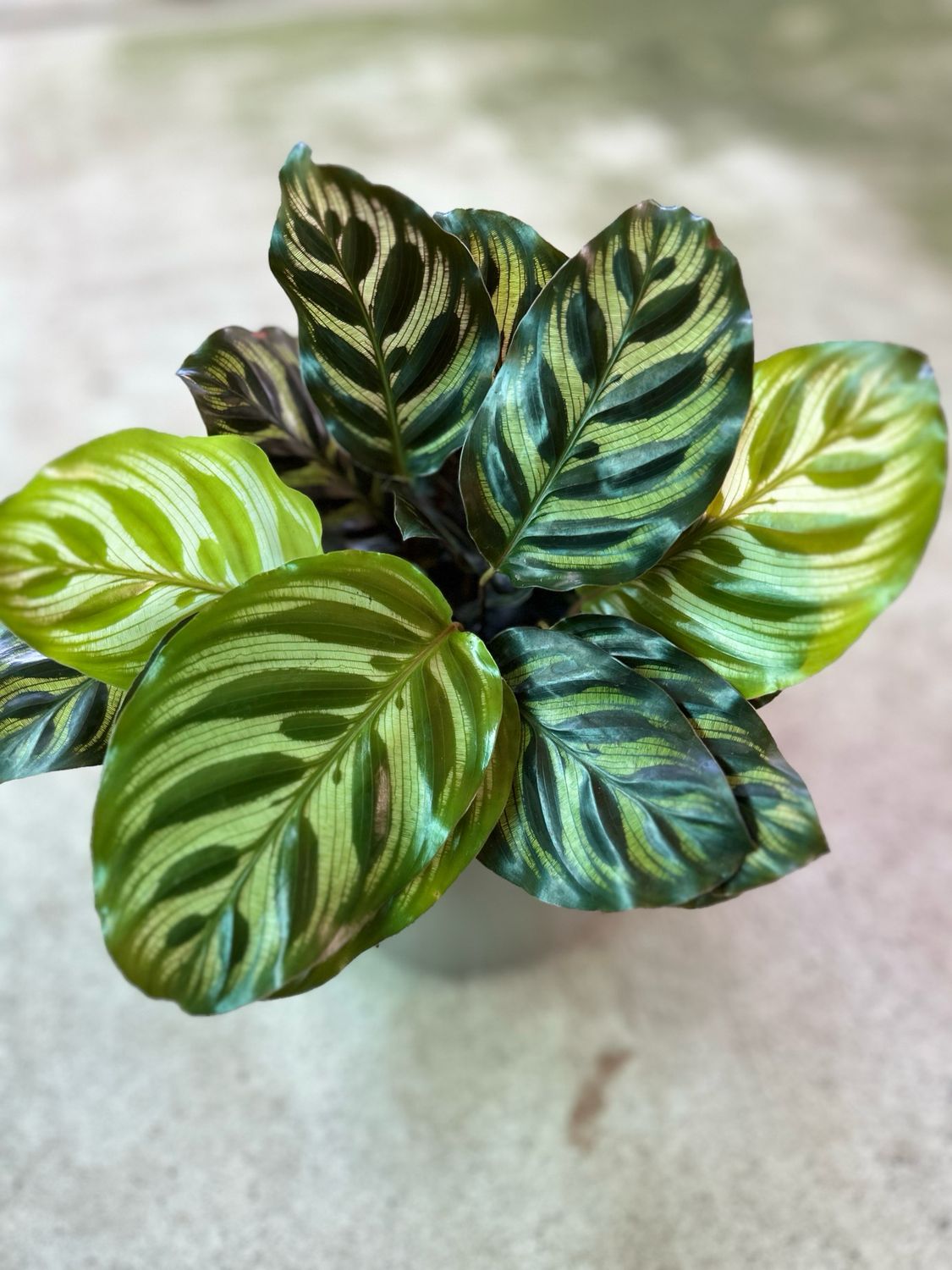 Calathea Makoyana 130mm