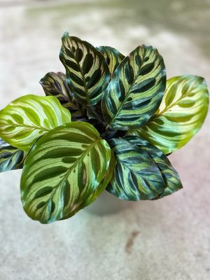 Calathea Makoyana 130mm