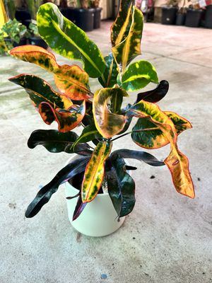Croton 130mm Pot