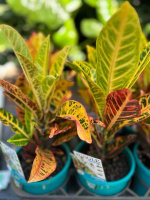 Croton 1.5 L Pot