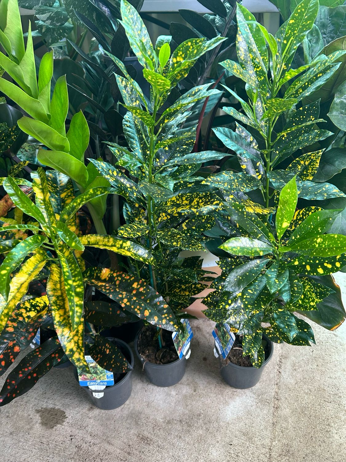 Croton 1.4 L Pot
