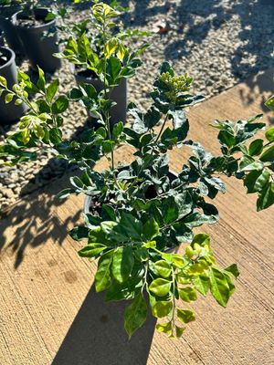 Murraya Paniculata 4 L Pot
