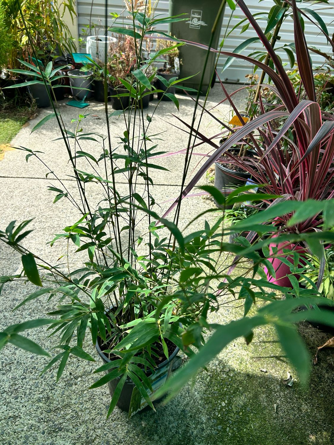 Bambusa Multiplex Clumping Bamboo