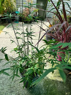 Bambusa Multiplex Clumping Bamboo