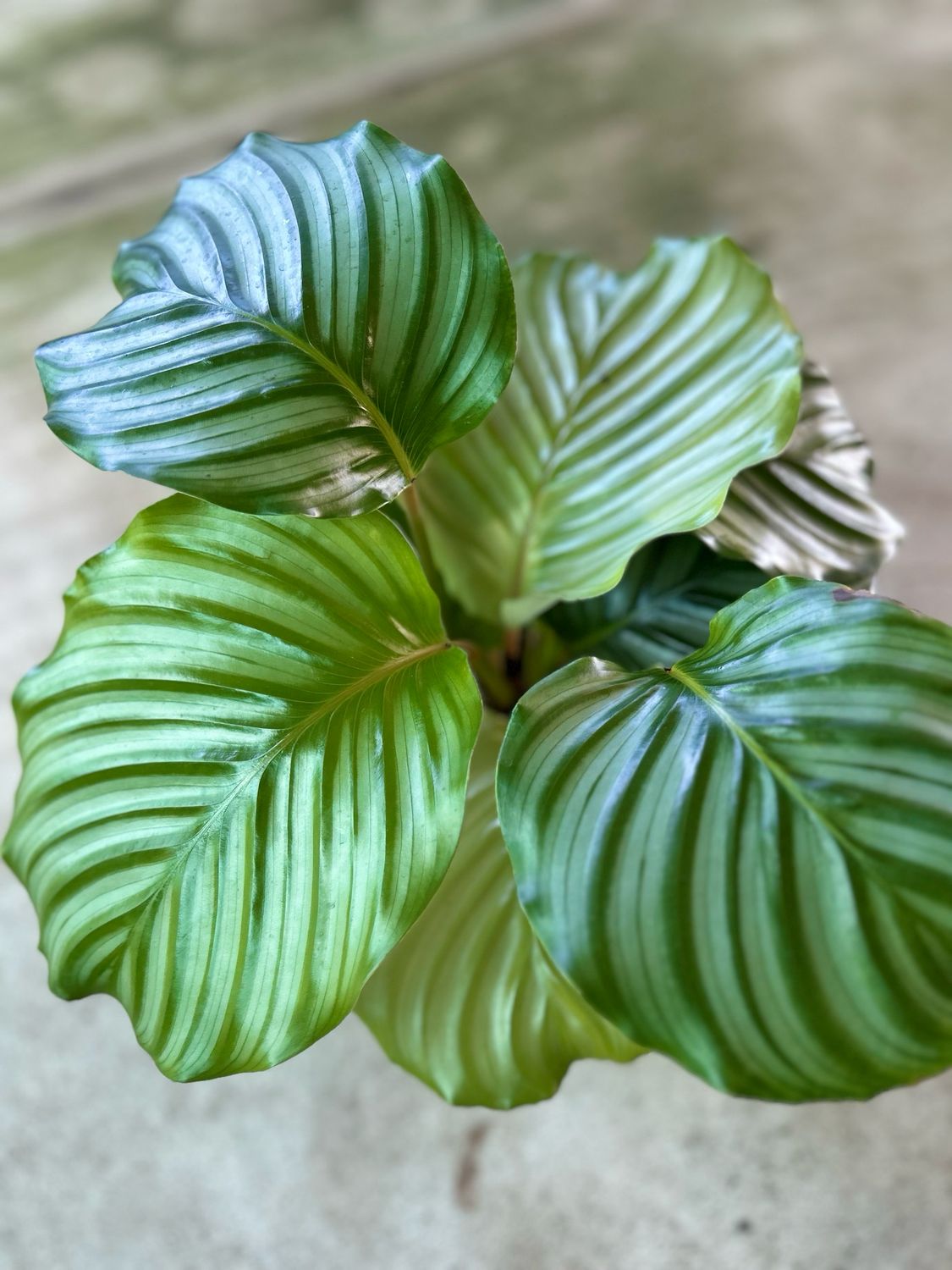 Calathea Orbifolea