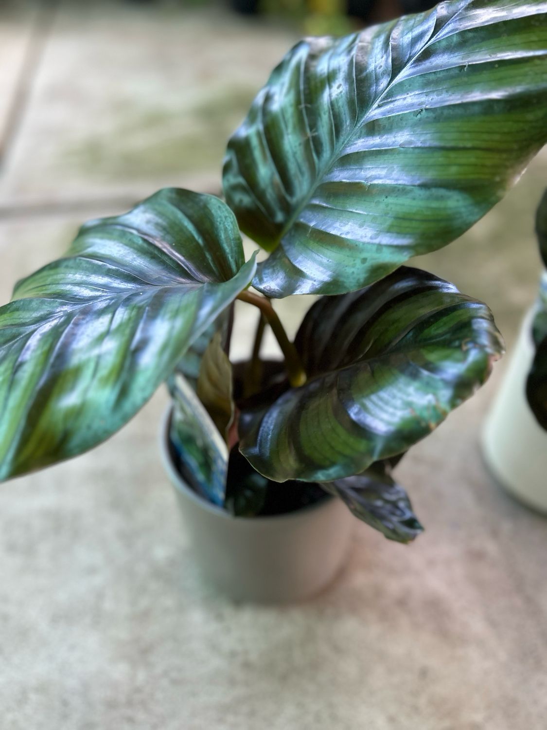 Calathea fasciata 130 mm