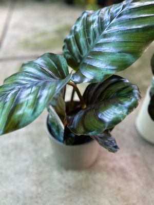 Calathea fasciata 130 mm