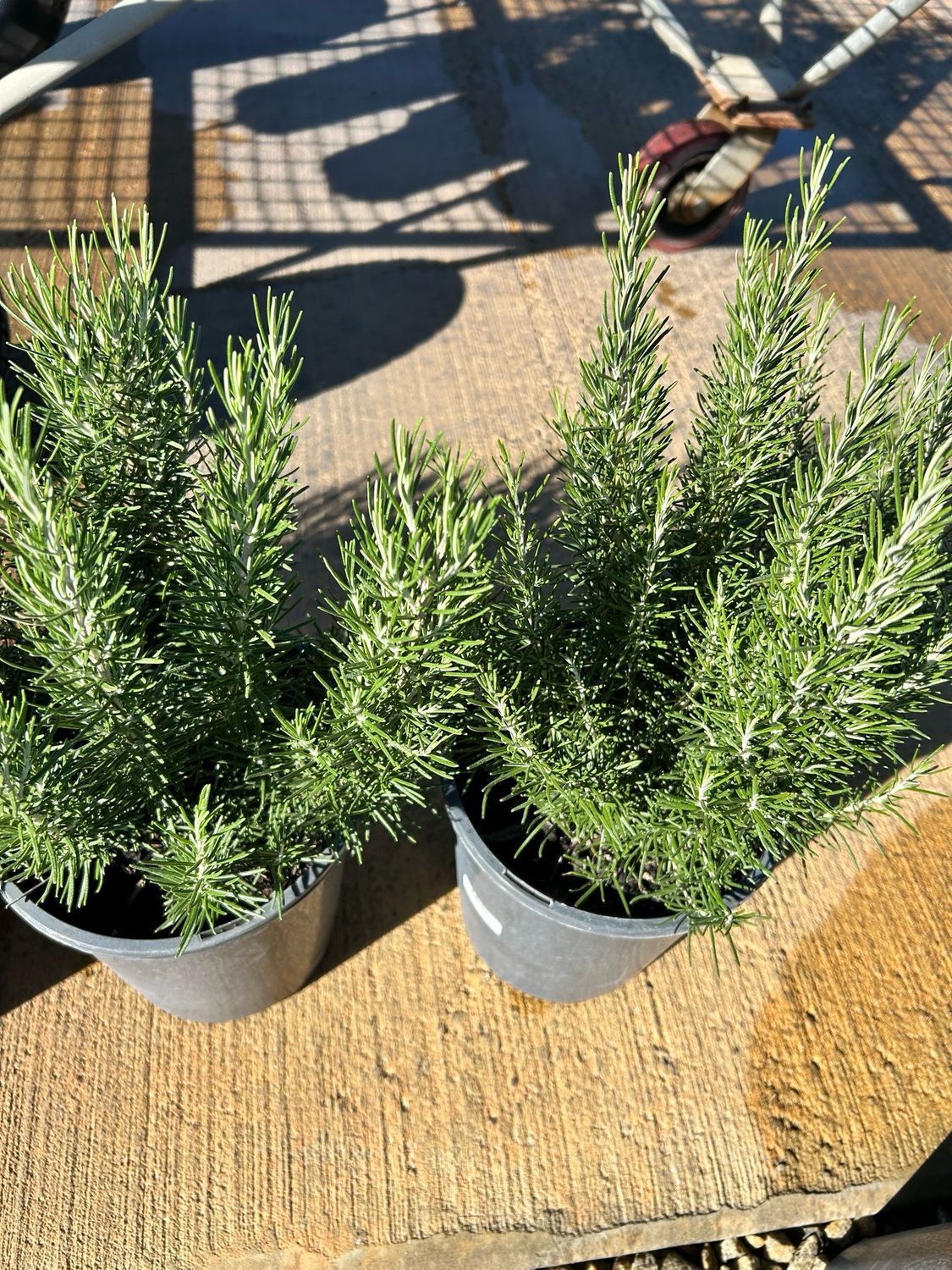 Rose merry Or Rosmarinus Benenden’s Blue 5L