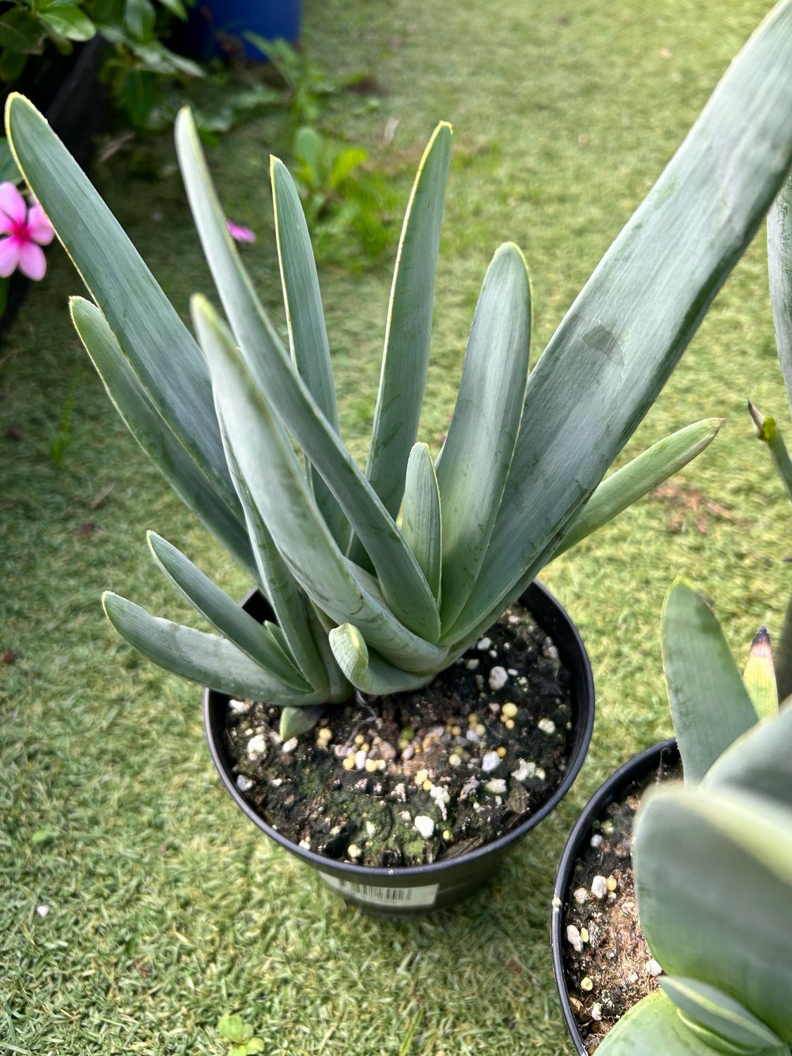 Fan Aloe Or Aloe Plicatilis 100 mm