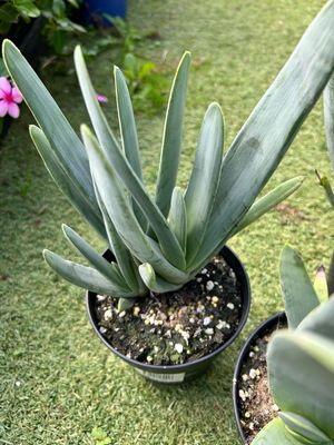 Fan Aloe Or Aloe Plicatilis 100 mm