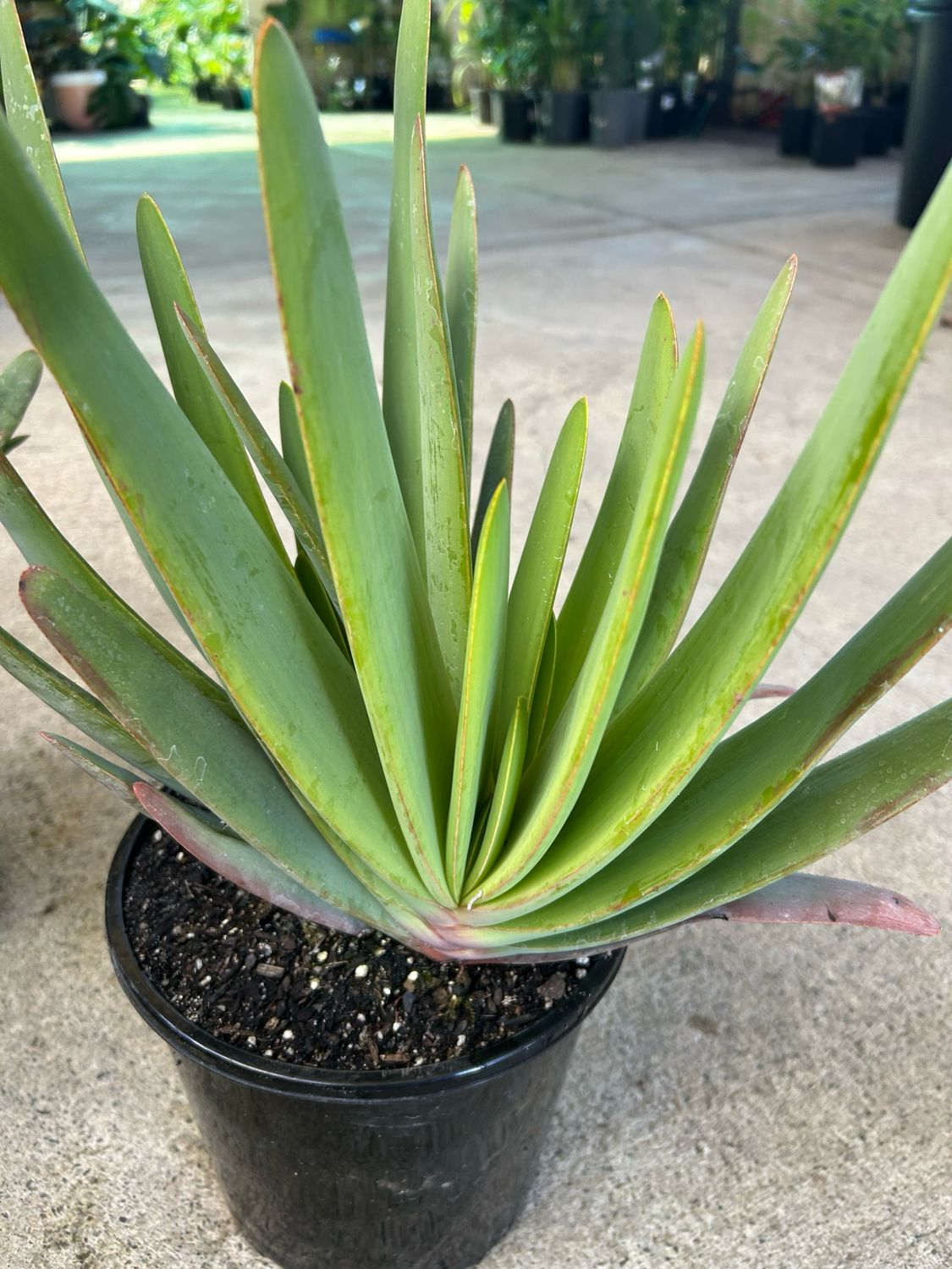 Fan Aloe Or Aloe Plicatilis 5 L Pot