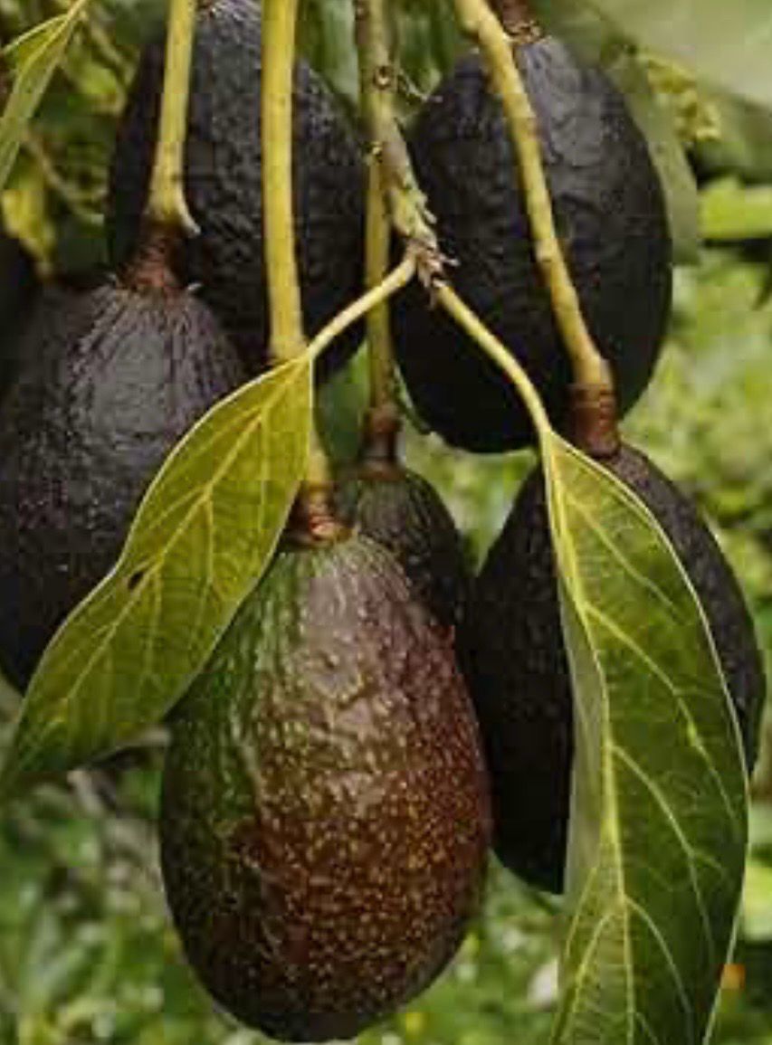 Avocado Lamb Hass Semi Dwarf