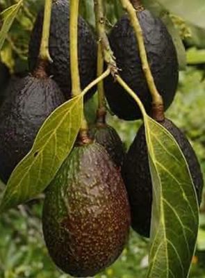 Avocado Lamb Hass Semi Dwarf