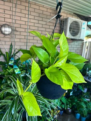 Pothos Goldilocks 6 L Pot