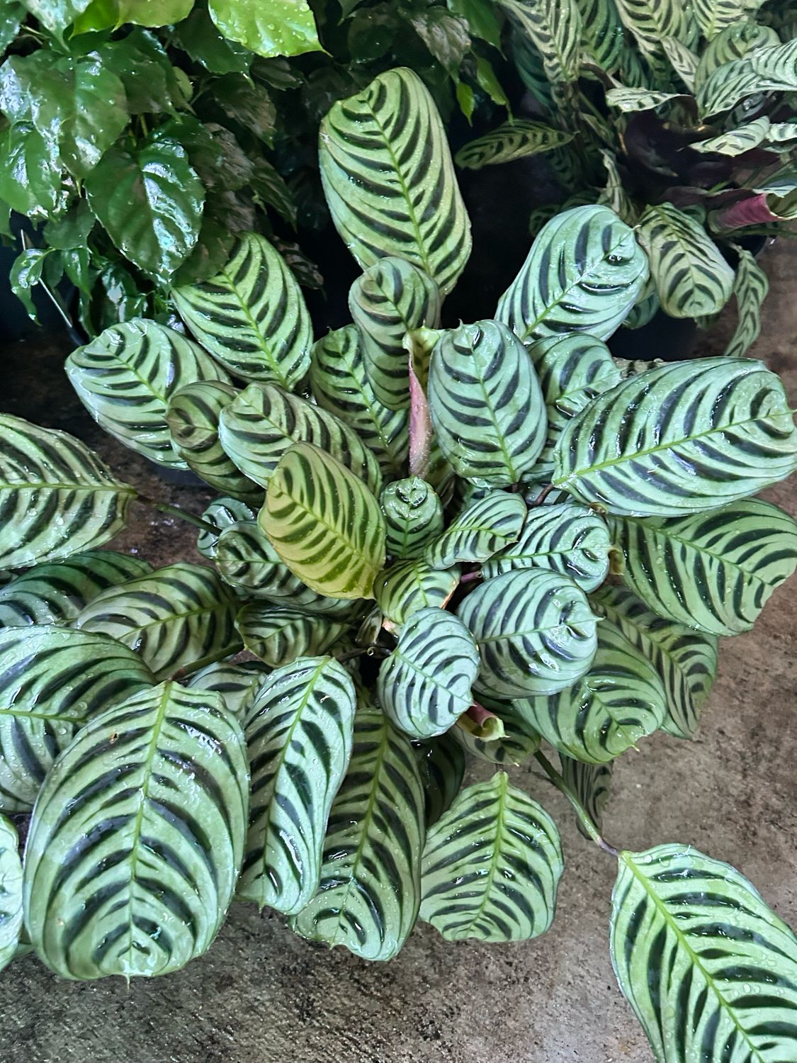 Ctenanthe Or Prayer Plant 5 L Pot
