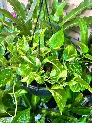 Devil’s Ivy Or Pothos Aureum 6 L Pot
