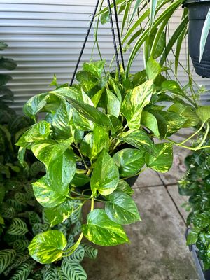 Devil’s Ivy Or Pothos Aureum 6 L Pot