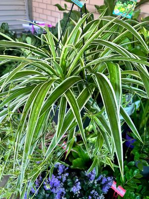 Spider Plant Or Chlorophytum Reverse 6 L Pot