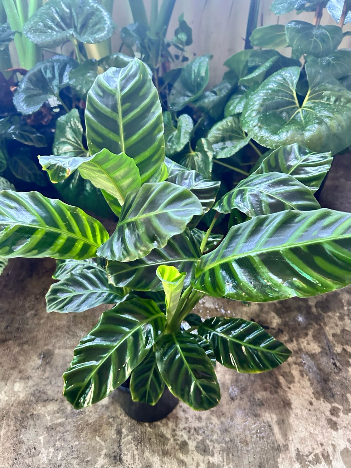 Calathea Zebrina 5 L Pot