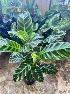 Calathea Zebrina 5 L Pot