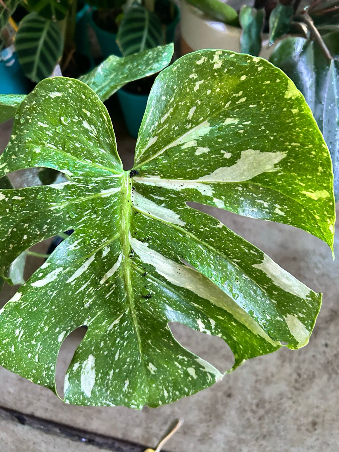 Monstera Thai Constellation 4L Pot