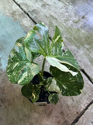 Monstera Thai Constellation 4L Pot
