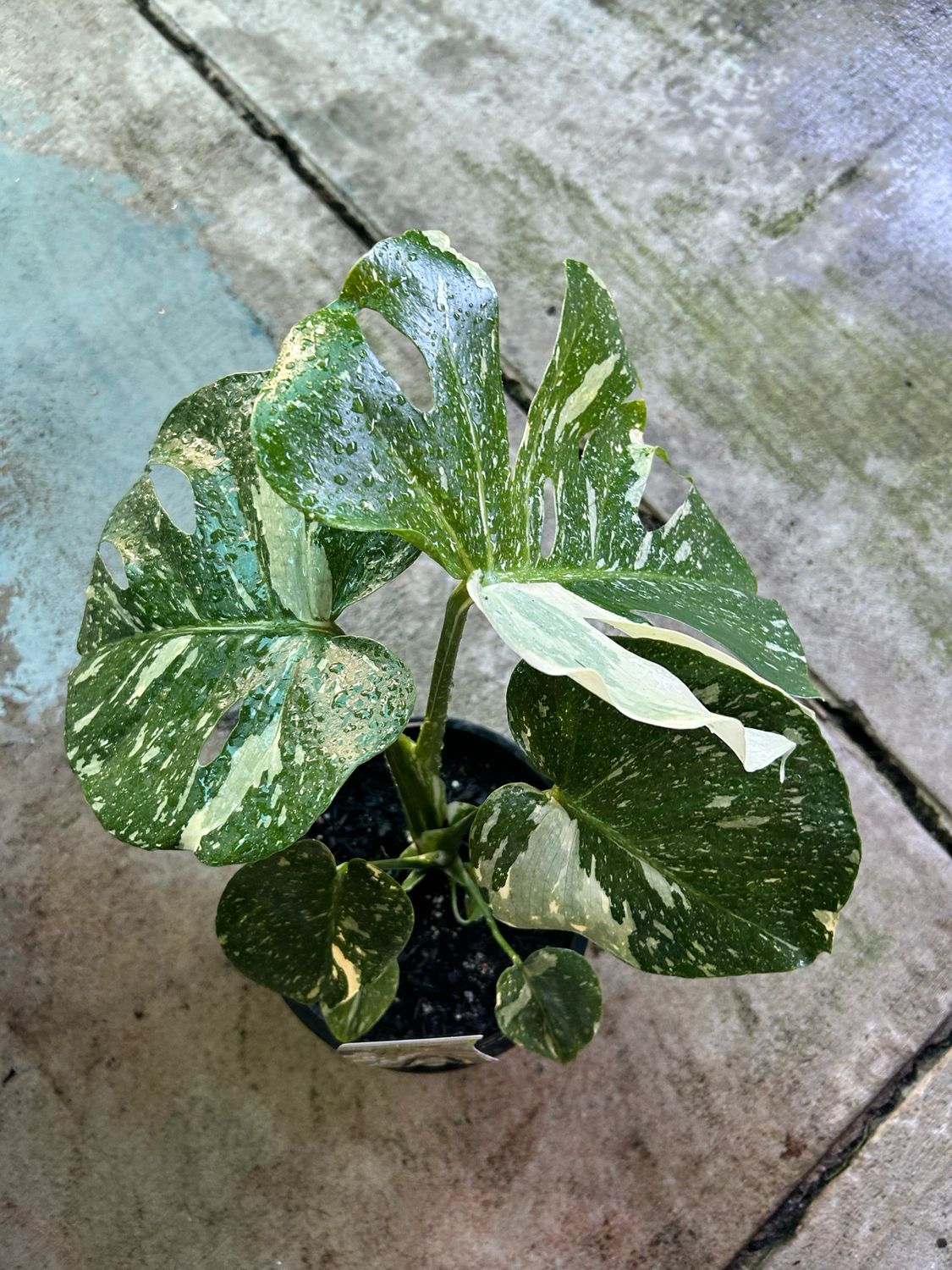 Monstera Thai Constellation 4L Pot