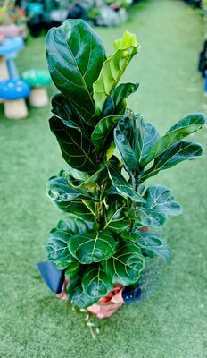 Free Wrapping For Any Plants