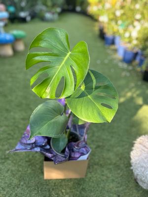 🌿 Mother’s Day Indoor Plant Gift 🌿