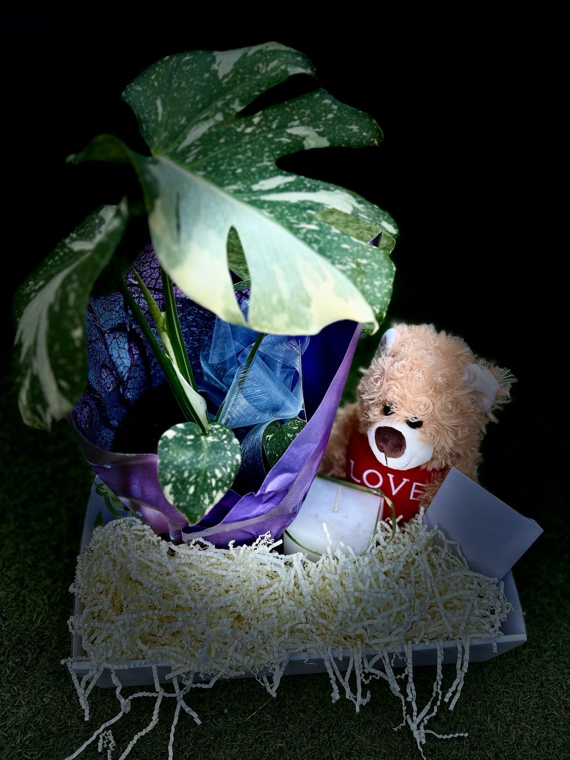 🌿 Monstera Thai Constellation Mother’s Day Luxury Gift Set 🌿