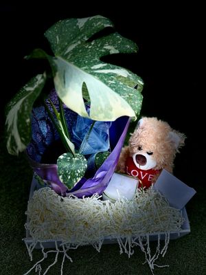 🌿 Monstera Thai Constellation Mother’s Day Luxury Gift Set 🌿