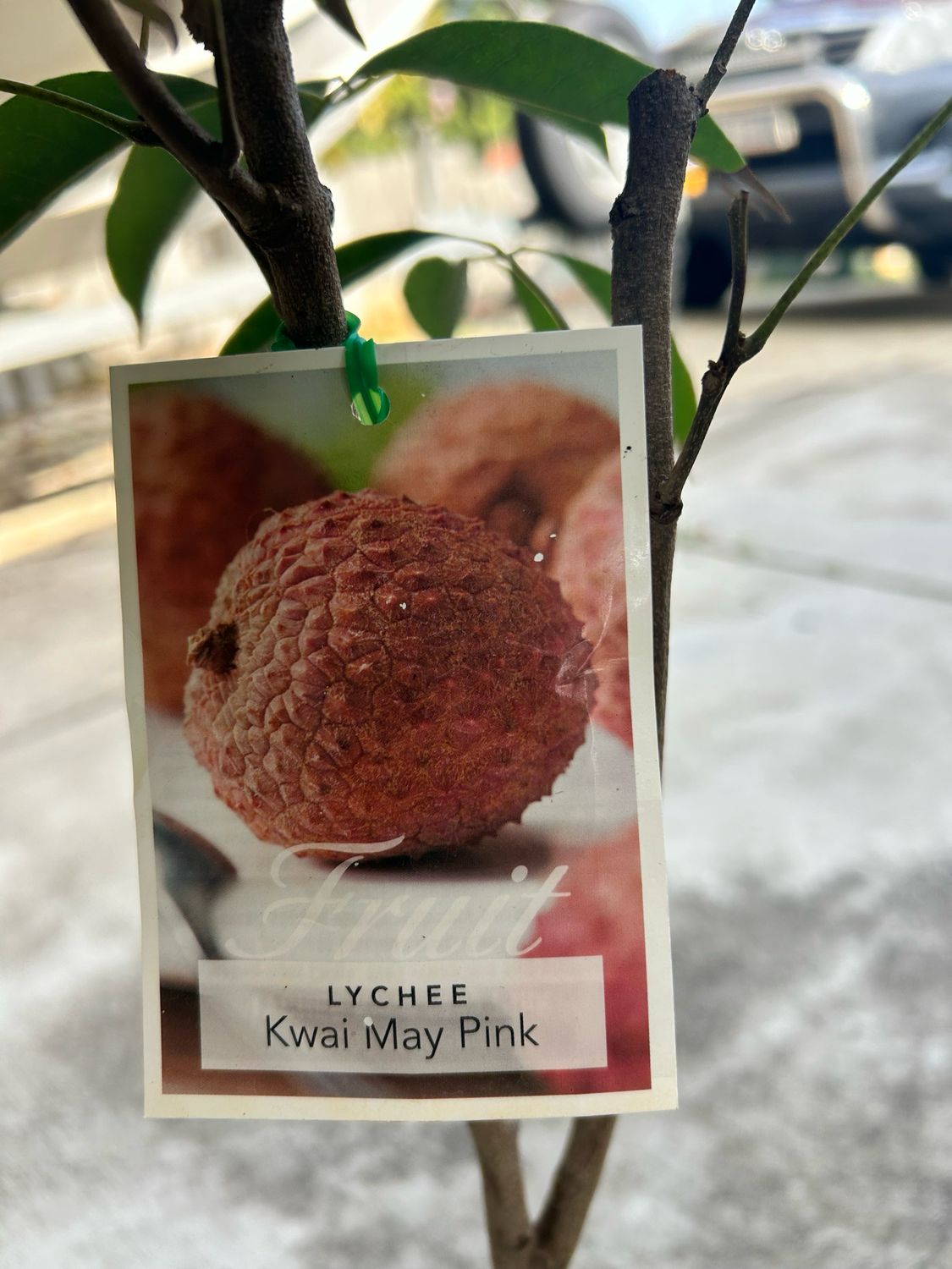 Lychee Kwai Mai Pink