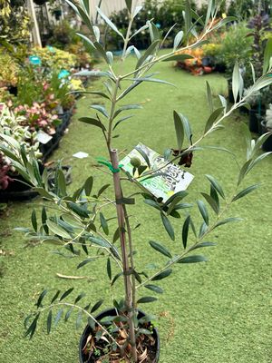 Dwarf Olive Tree Garden Harvest 4 L Pot