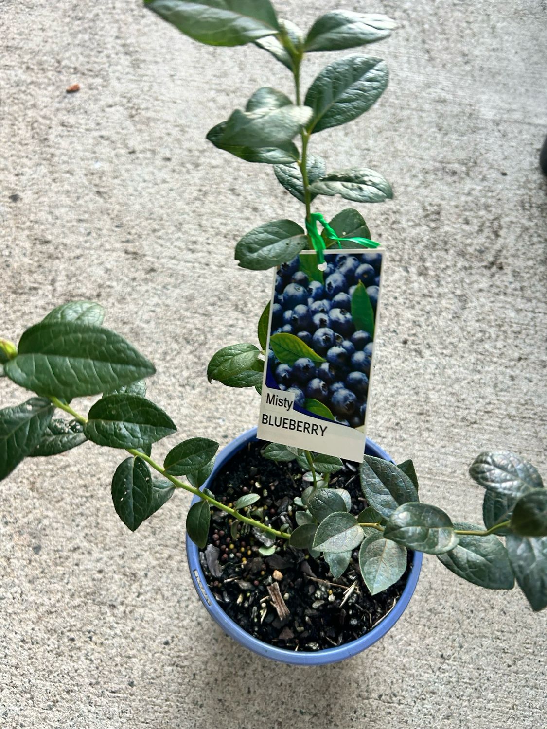 Blueberry Misty 4 L Pot