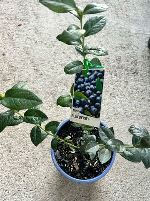 Blueberry Misty 4 L Pot