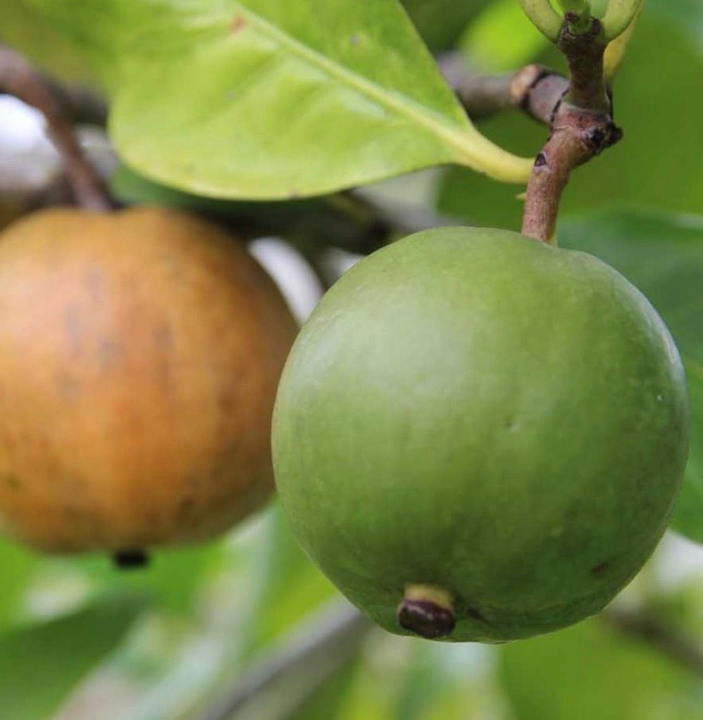 Native Gardenia, Brown Gardenia, Yellow Mangosteen (QLD), Atractocarpus heterophyllus