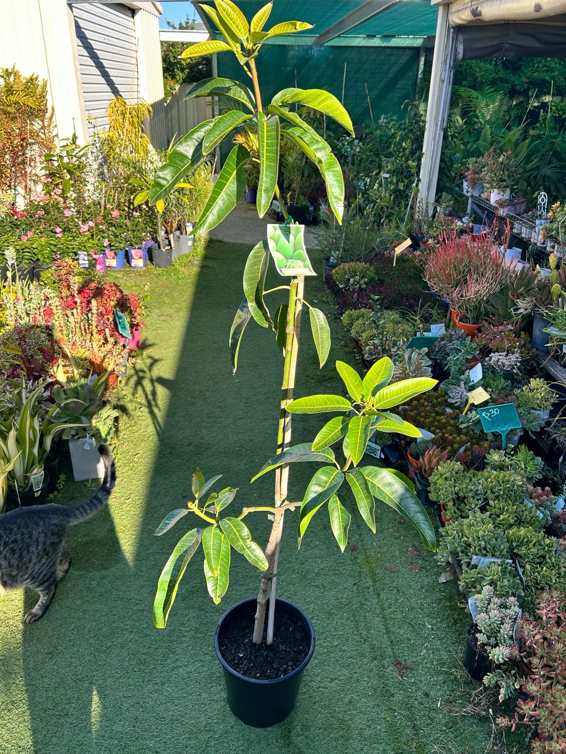 Carabao Grafted Mango Of World Sweetest Mango