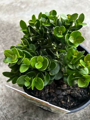 Carissa desert Star 4 L Pot