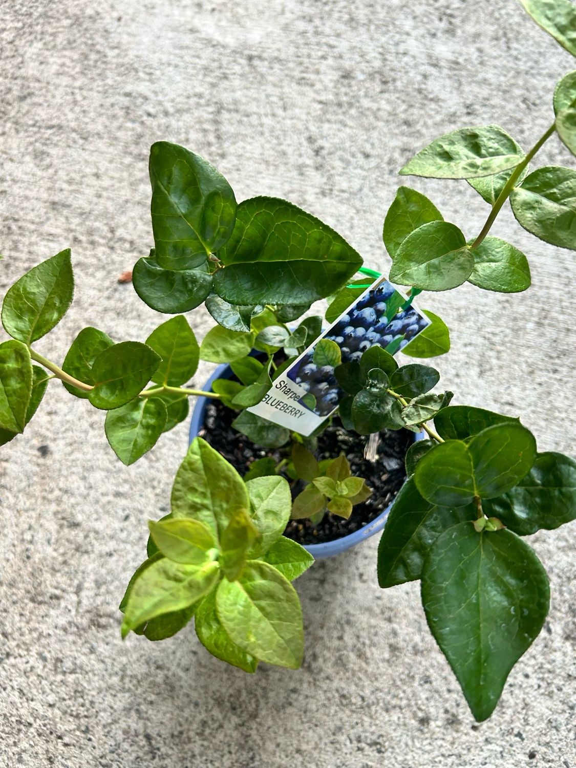 Blueberry Sharpe 5 L Pot