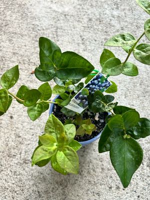Blueberry Sharpe 5 L Pot