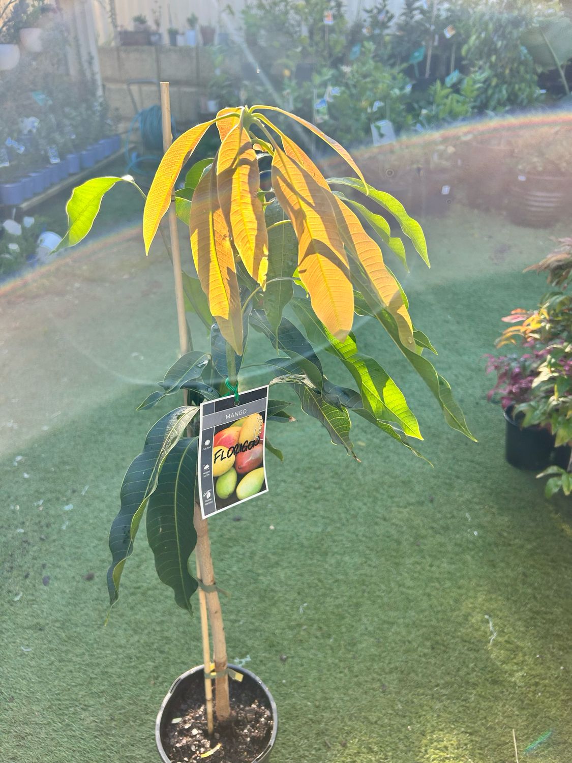 Florigon Grafted Mango