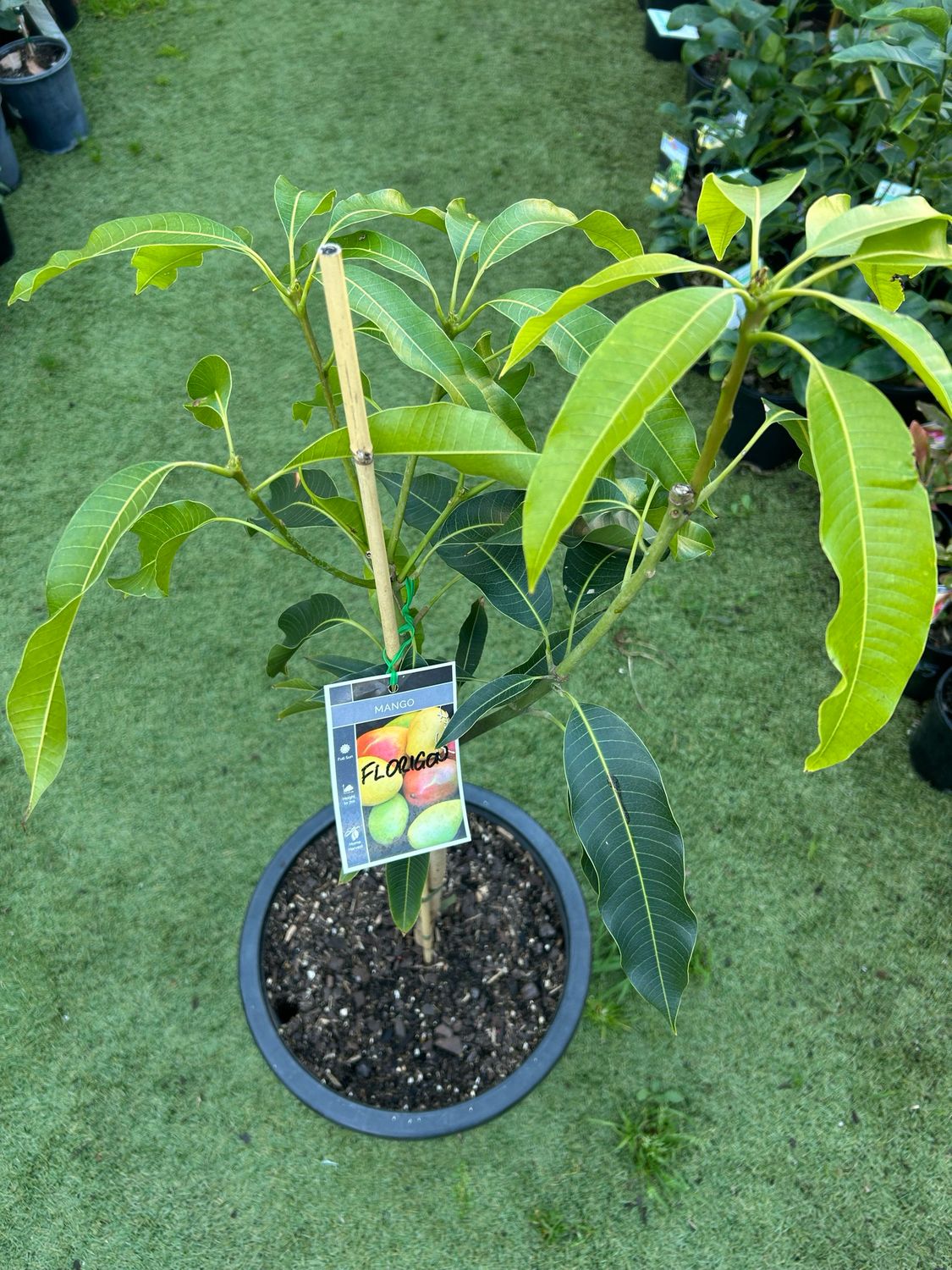 Florigon Grafted Mango