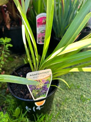 Agapanthus Black Magic 1.5 L Pot