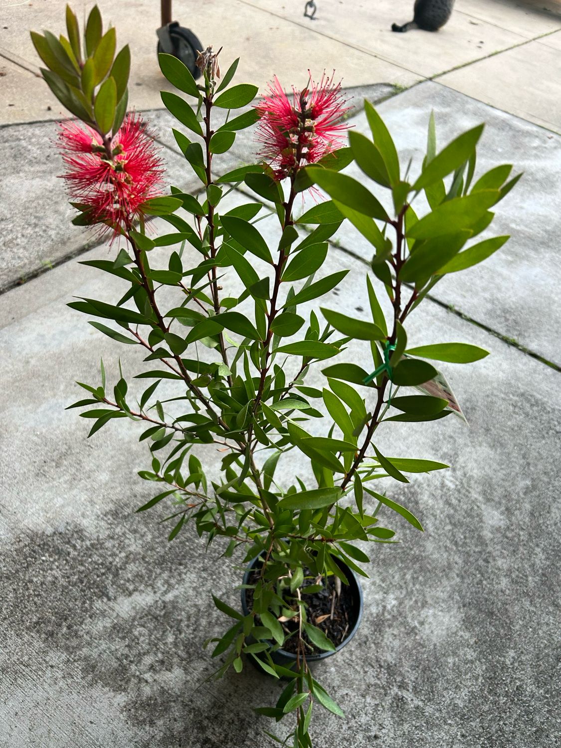 Callistemon Endeavour 4 L Pot