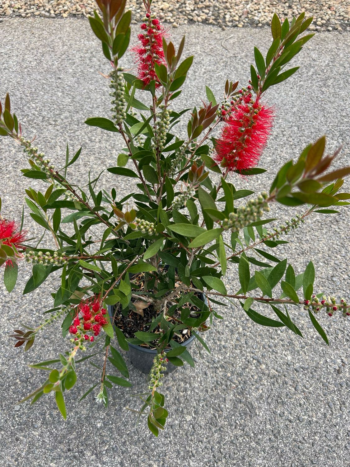 Callistemon Endeavour 5 L Pot
