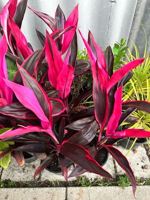 Cordyline Red Wing 4 L Pot