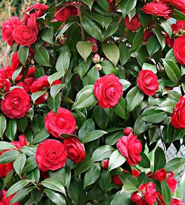 Camellia Japonica Black Lace 5 L Pot