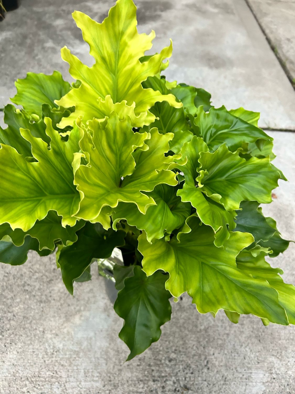 Philodendron Selloum Compact 5 L